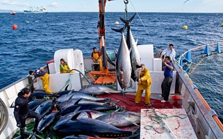 Pesca